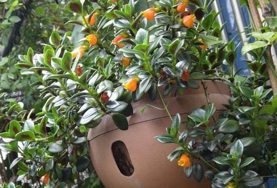 金鱼吊兰修剪下来的枝条怎样扦插,金鱼吊兰扦插一棵怎么能爆盆