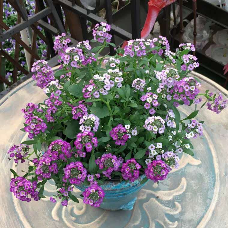 家里花卉小虫子怎么治,家里花草生虫怎么办