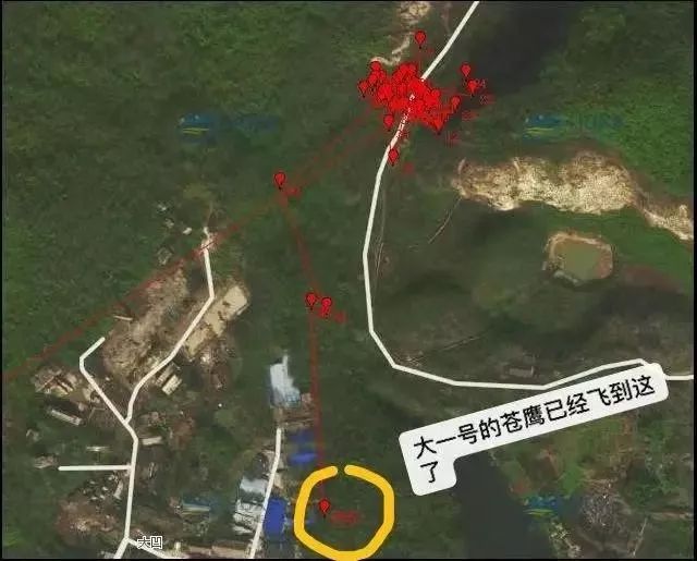 男子贩卖国家二级保护动物被刑拘,男子捕捉野生猫被拘留