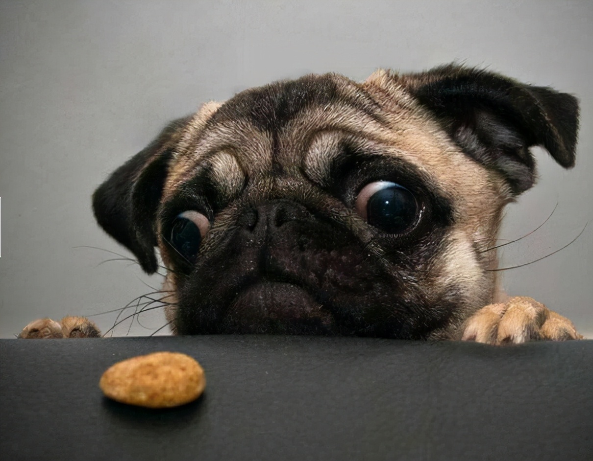 巴哥犬科普小知识,巴哥犬的五大优点和缺点