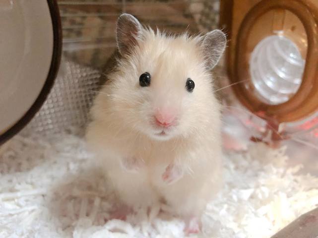 仓鼠湿尾了之后可以给他吃粮吗,仓鼠得了湿尾症没有药怎么办