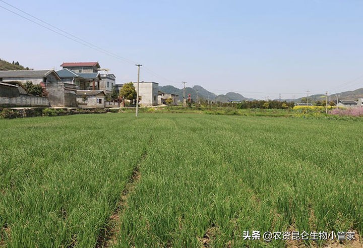 大葱烂叶病怎么治,大葱根腐病防治的最佳方法