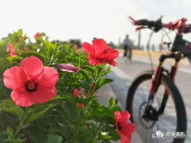 潮汕阿舅全部视频,潮汕网红澄海