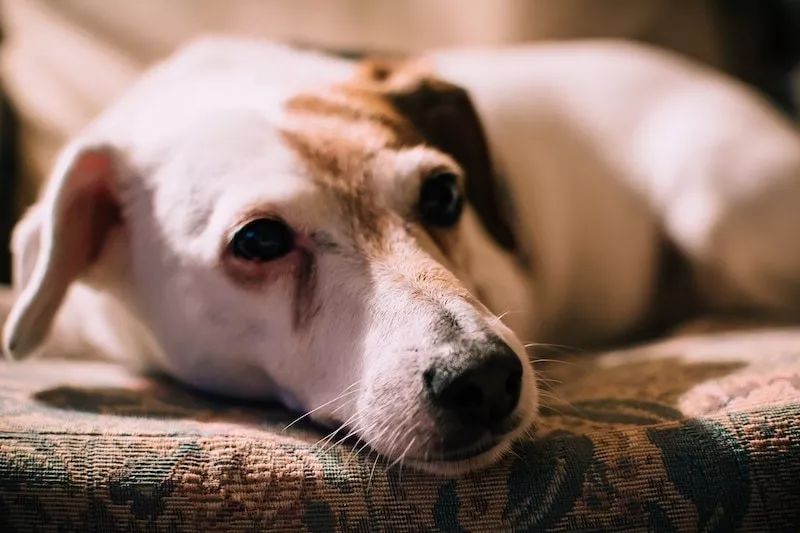 狗狗泪痕怎么处理最有效,狗狗眼睛周围有泪痕怎么去除