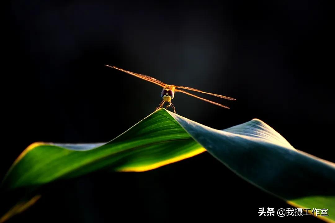 第16届国际摄影艺术展获奖作品,第29届全国摄影艺术展览作品集