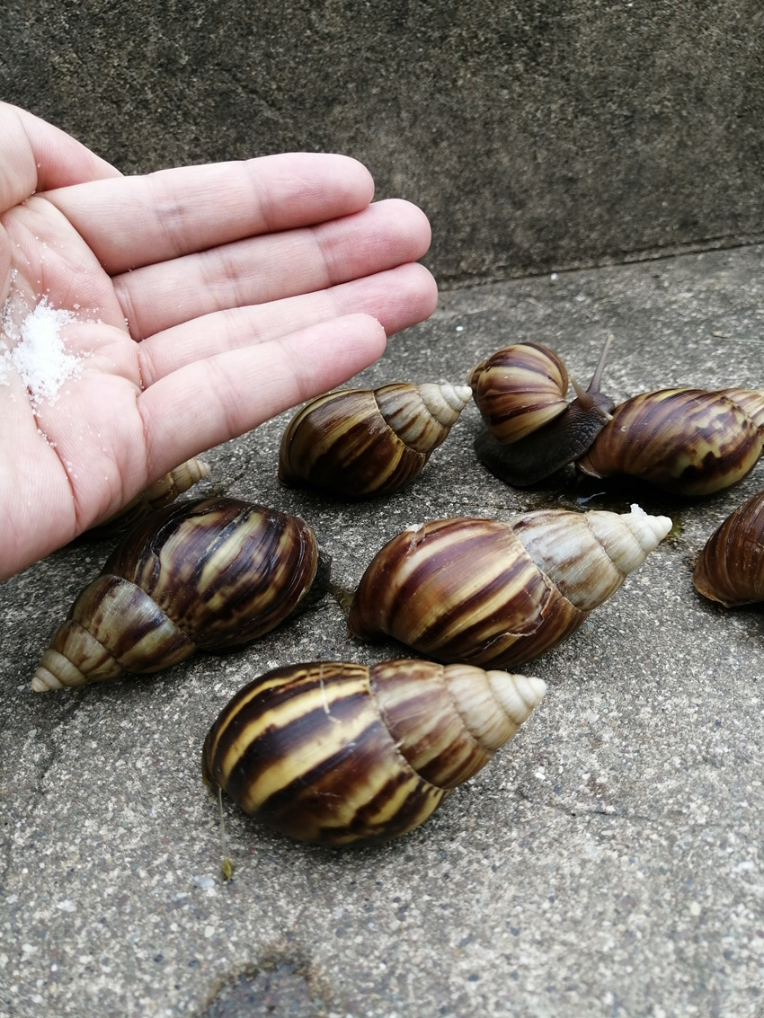 大波非洲大蜗牛袭击水电站，我方高地正被入侵！它们竟然吃水泥？