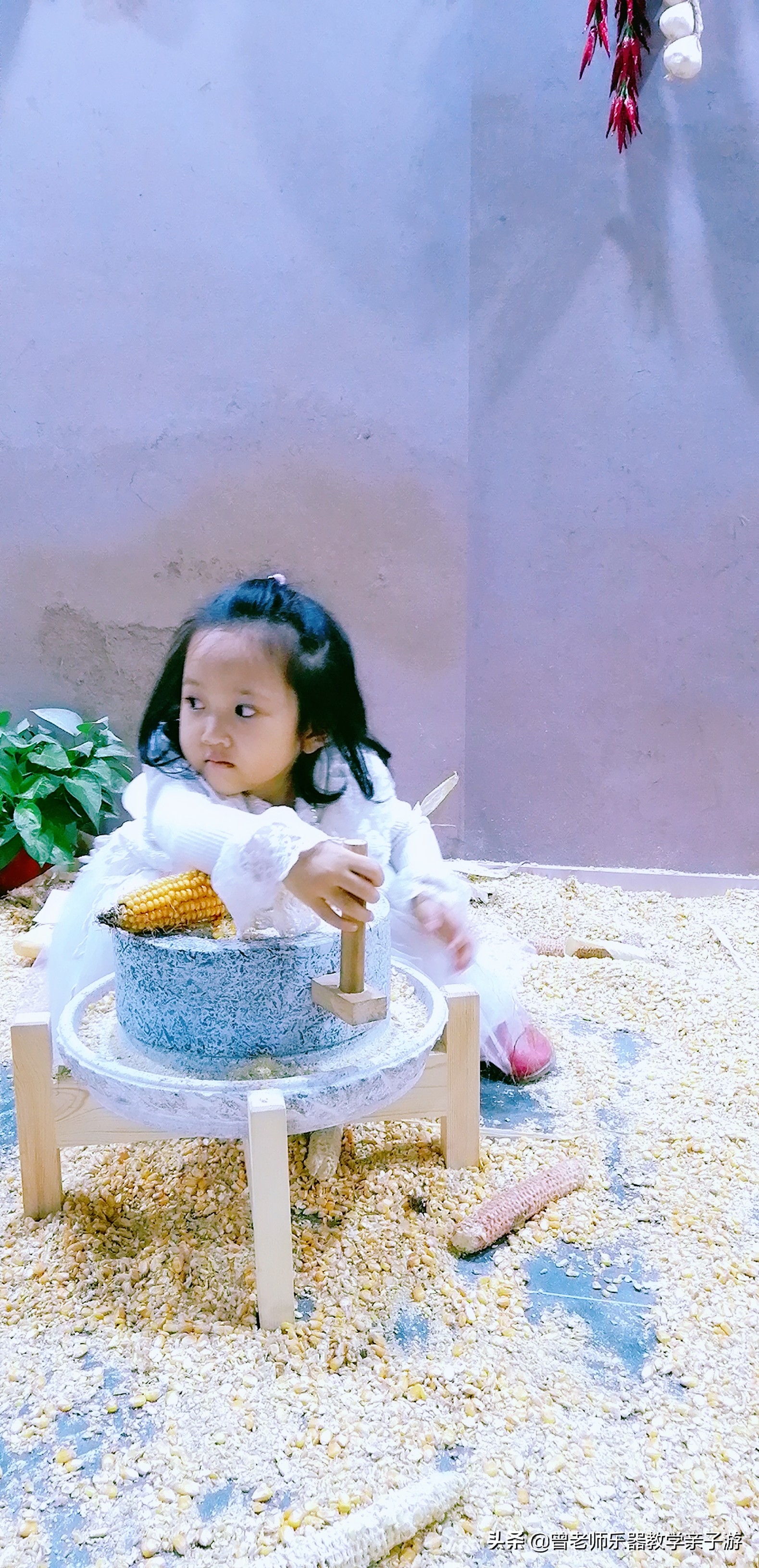 爱菊研学游,爱菊丝路文化菊花园西安