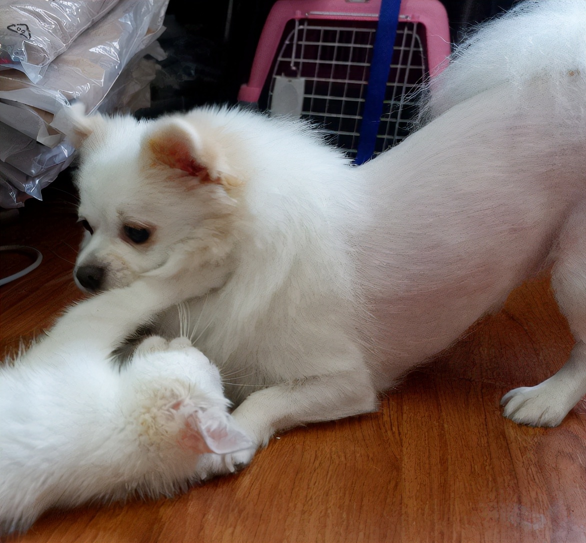 养狗狗是养博美好还是养泰迪好,养小博美是一种什么样的体验