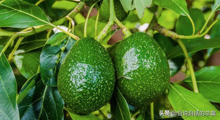 牛油果是坏了吗,牛油果几十年前