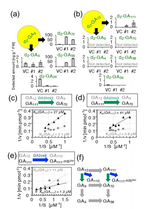 柱状苹果树一般长多高,苹果树树干的外形特征