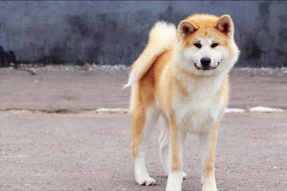 秋田犬吃什么牌子的狗粮好,秋田犬吃什么牌子狗粮好