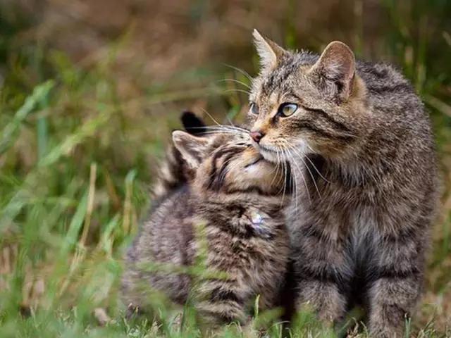 城市山林深圳,城市山林一期