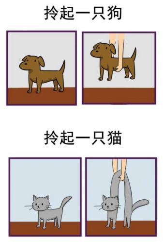 猫的内在品质,猫的本质就是嫌弃主人