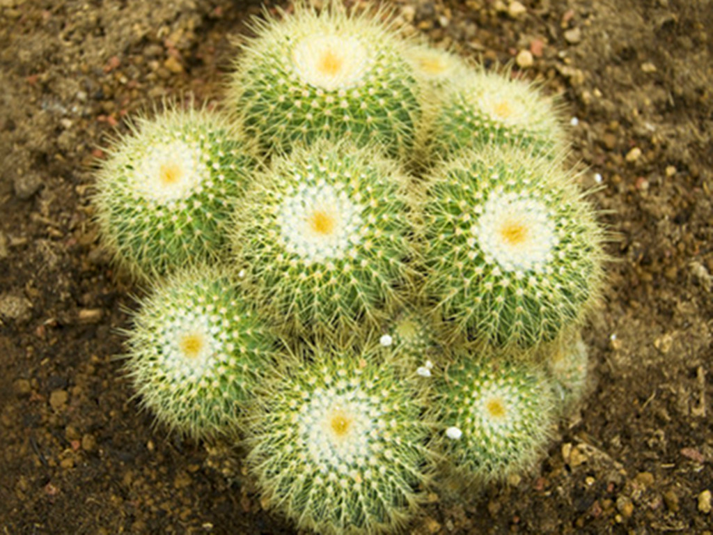 仙人球烂根怎么补救最快,仙人球烂根最简单的方法