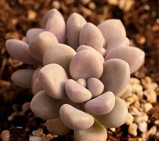 容易爆盆又好养的多肉你值得拥有,容易养好养活而且便宜的多肉