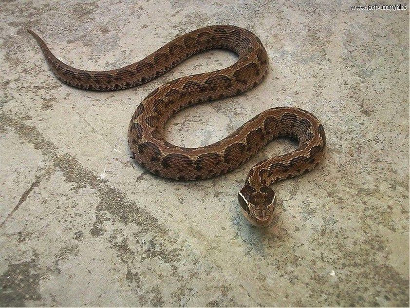 有毒蛇的地方长什么草,有毒蛇和无毒蛇咬的伤口区别