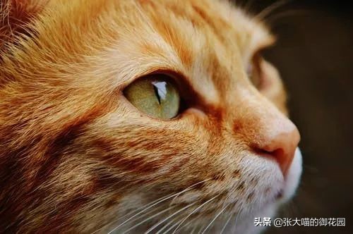 猫粮成分分析图表,如何通过猫粮成分辨别猫粮好坏