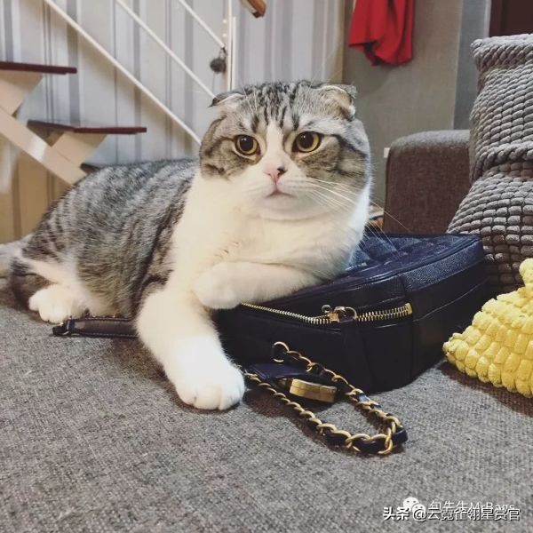 大家的包包和宠物,都太可爱了!