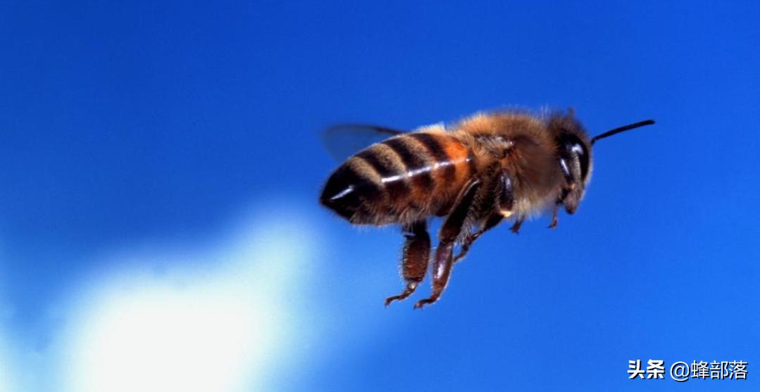 昆虫交配也会害羞？蜜蜂最含蓄，蚂蚁想含蓄却没实力，马蜂最粗暴​