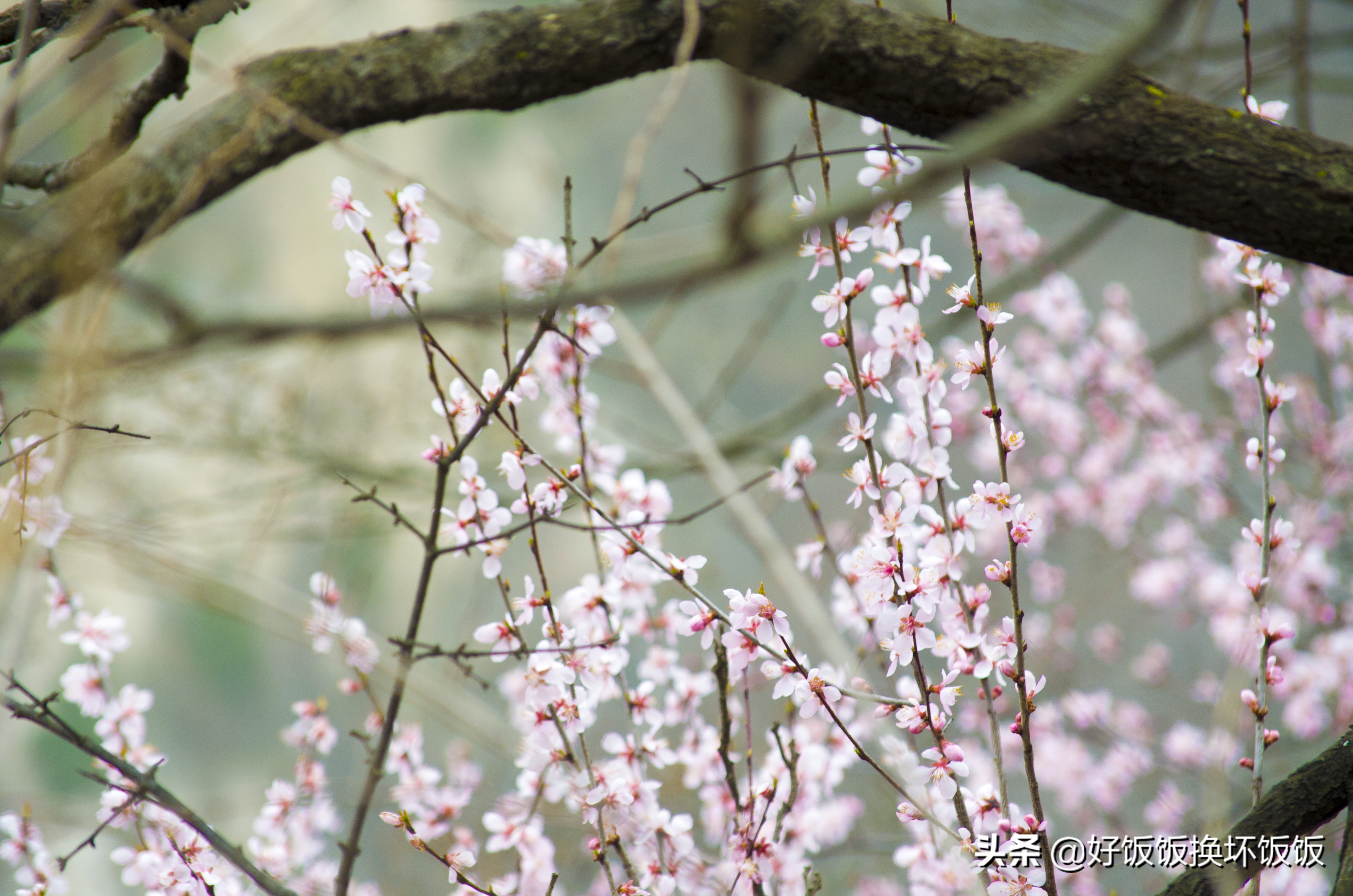 华山站到华山北峰怎么走,华山西峰到华山北峰山路怎样