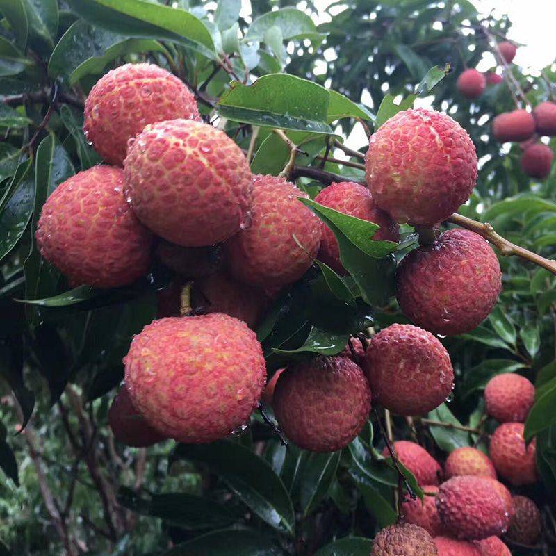 一骑红尘妃子笑荔枝妃子指的是谁,一骑红尘妃子笑无人知是荔枝来