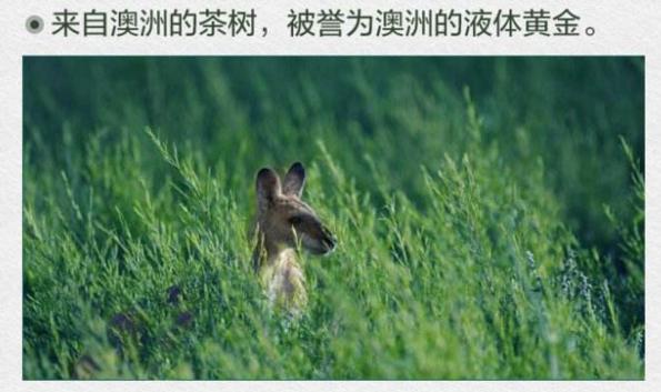 过敏性鼻炎怎么用茶树精油 (茶树精油对过敏性鼻炎有哪些帮助)