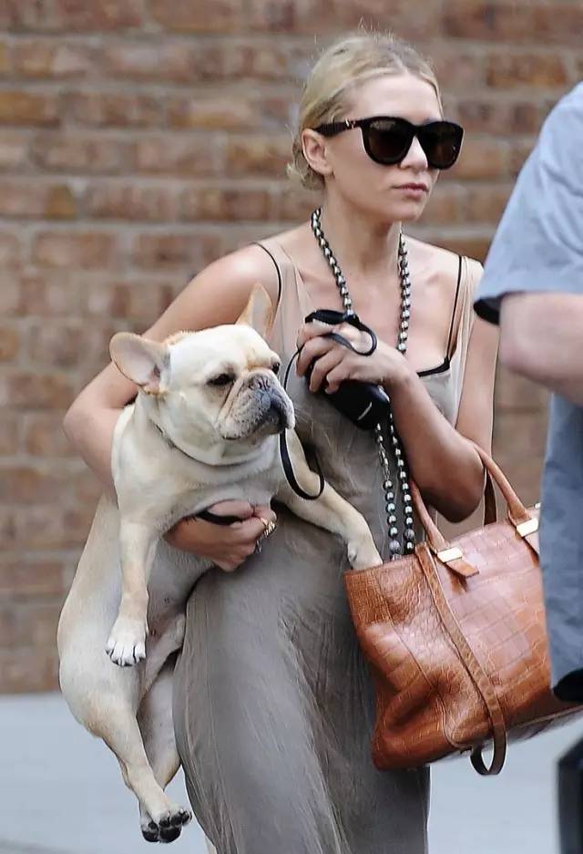 法国斗牛犬到底好不好养,法国斗牛犬优缺点及适合人群