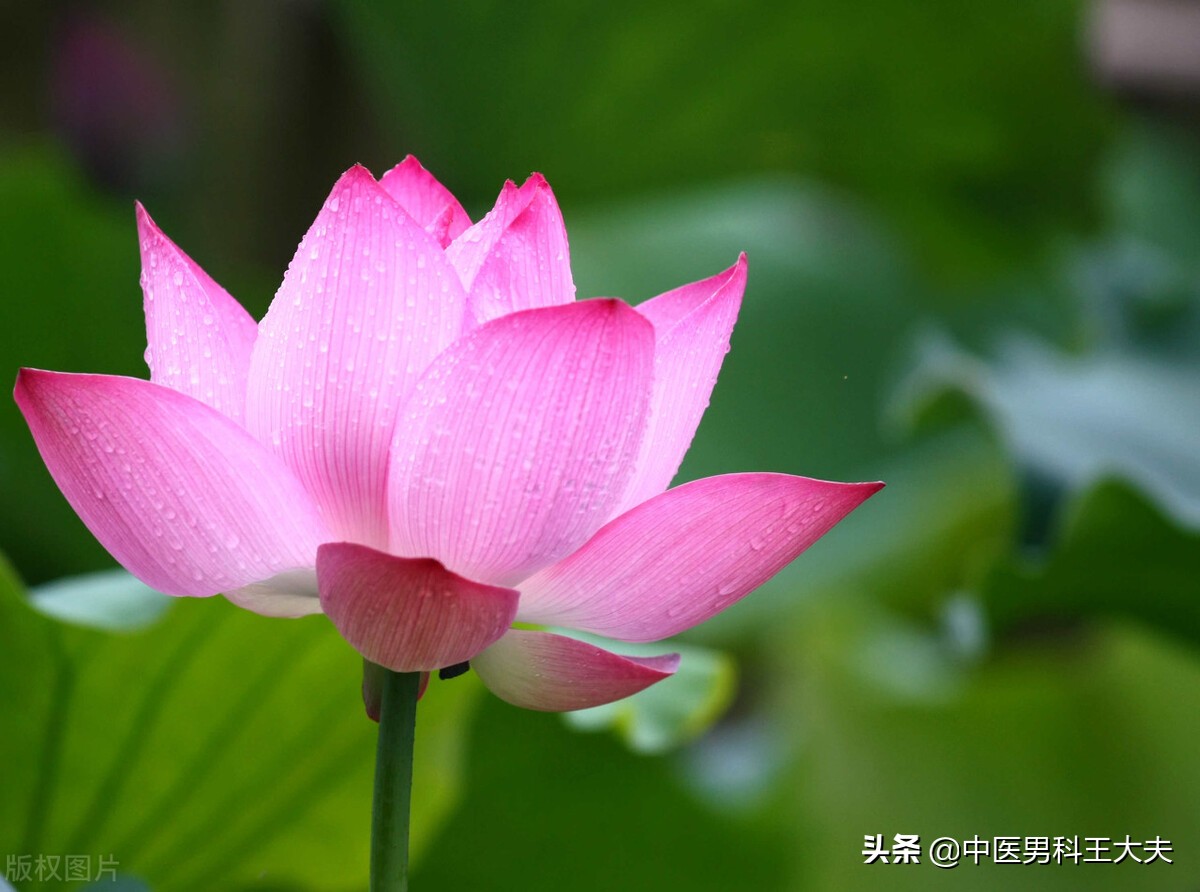 寒湿凝滞附睾炎中医治疗,湿热下注精索静脉曲张