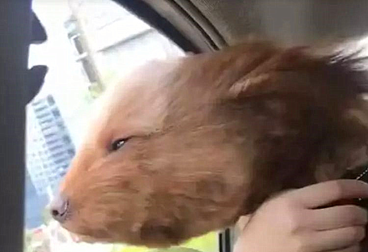 泰迪坐完车晕车,泰迪晕车咳嗽呕吐