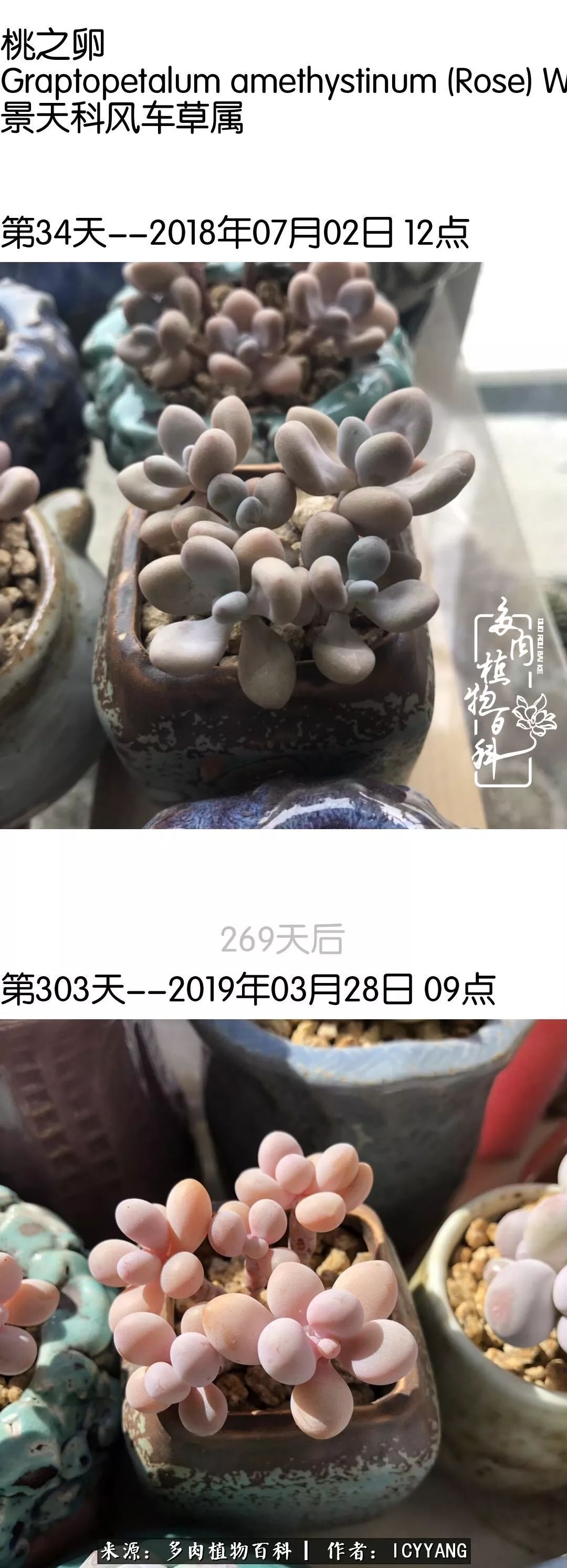 室内阳台多肉的养护方法,景天多肉养护