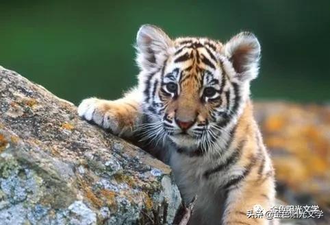 激烈的辩论赛作文600字,激烈的辩论赛