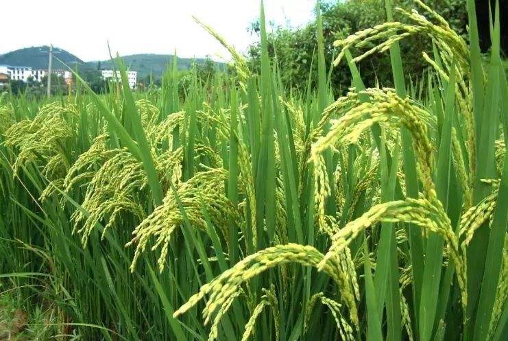 说文解字对文化的解读,说文解字私从何来