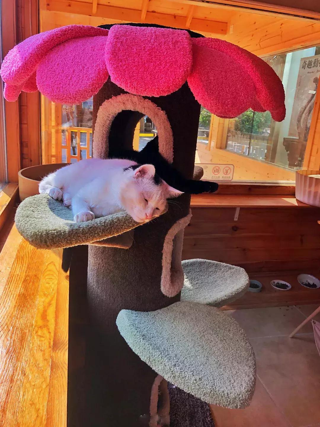 妙笔生猫：羊驼是个啥，比我好看吗？