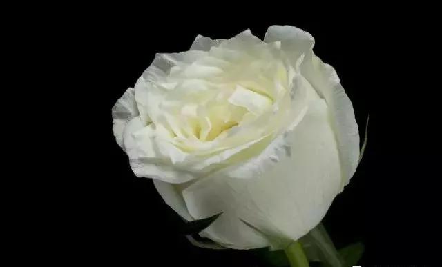 一万年一次的2020520;一起认识100种玫瑰~别送错啊