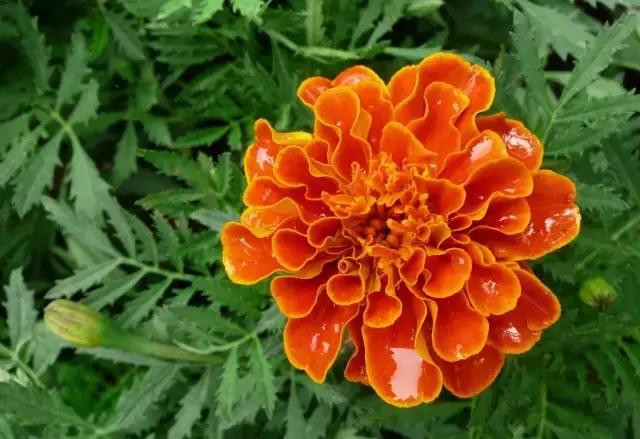 园林中适合用作地被的植物,有关植物方面的知识有哪些