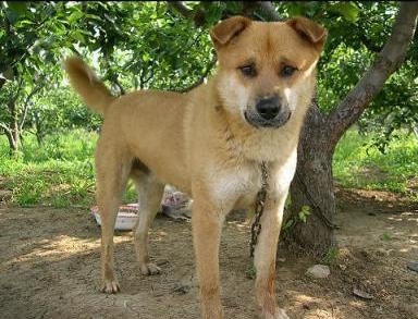 大白和大黄和大黑土狗谁厉害,土狗大黄和大黑的视频