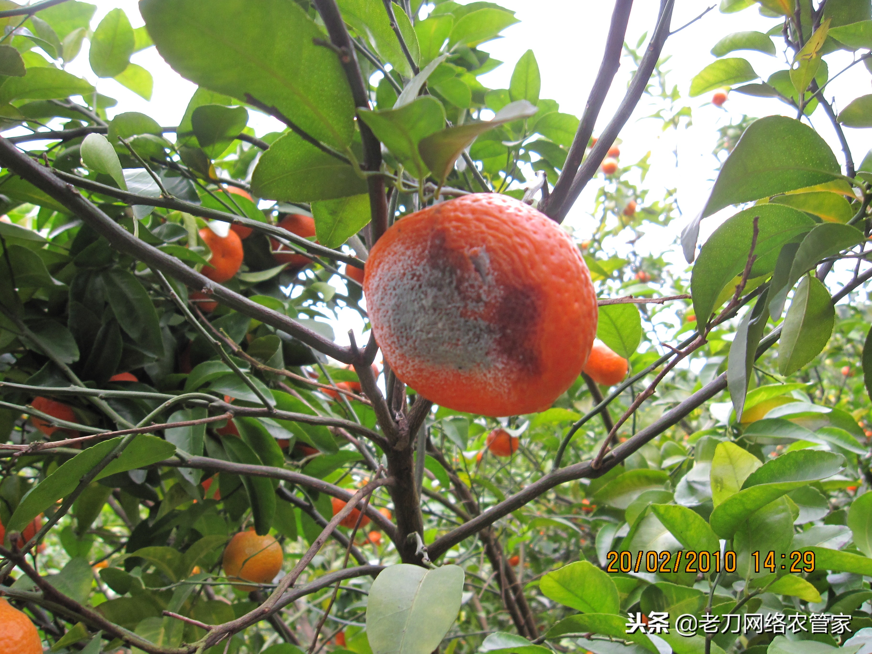 柑橘树上青霉病和绿霉病怎么防治,柑橘疫霉褐腐病怎么预防