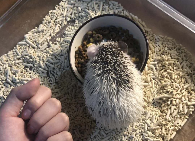 快给非洲迷你刺猬咬吧！咬了涂刺就算征服它了？小心被白咬了