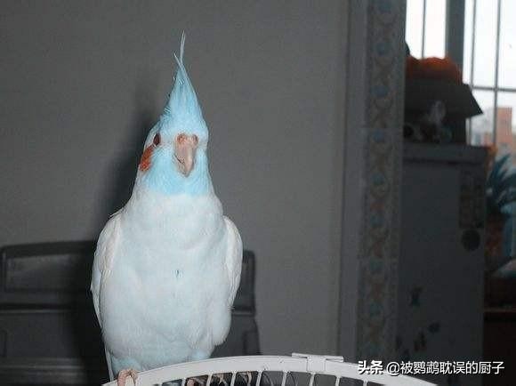 新手入门鹦鹉都有哪些,新手必知的鹦鹉知识大全