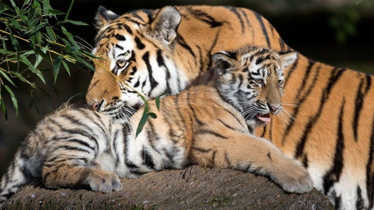 一只老虎和一只狮子打架谁会赢,狮子和老虎打架的故事