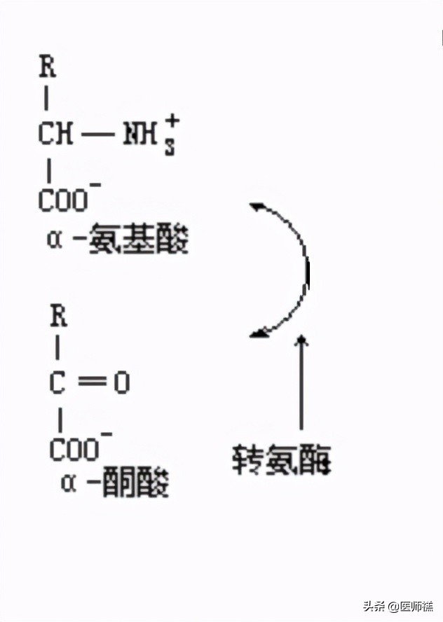 慢性肾衰患者的饮食注意事项,慢性肾衰竭低蛋白饮食指导顺口溜