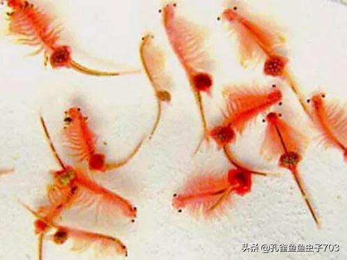 孔雀鱼鱼苗喂什么食物长得快,孔雀鱼需要每天投喂食物吗