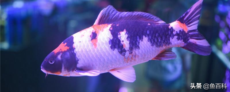 锦鲤怎么判断鱼怀孕了,锦鲤怎么判断是否怀孕了