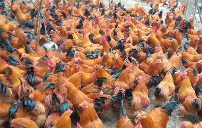 鸡肿脸流鼻涕是什么病用什么药,鸡肿头肿脸怎么治疗用什么药