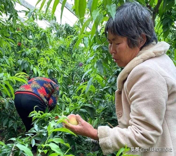 陕西水蜜桃哪里的最好吃,西安脆甜水蜜桃