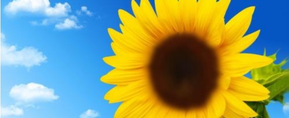 盆栽向日葵如何爆盆,盆栽向日葵高清图片