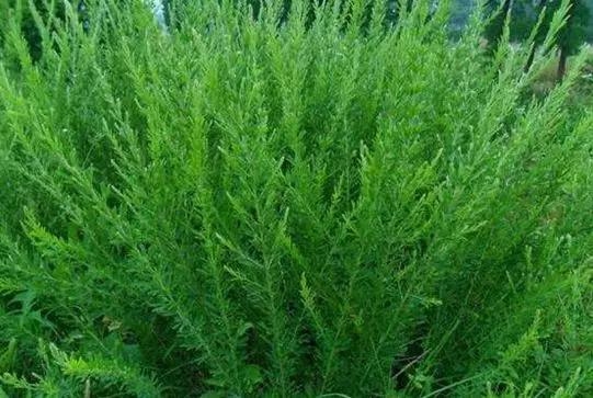 农村不起眼的野草如今100元一斤,农村这个不起眼的杂草1000元一斤