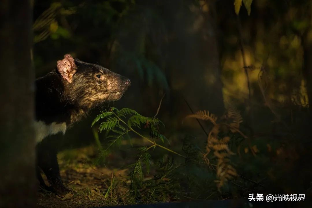 葡萄牙摄影大师获奖自然摄影作品,澳大利亚摄影师经典风景摄影作品