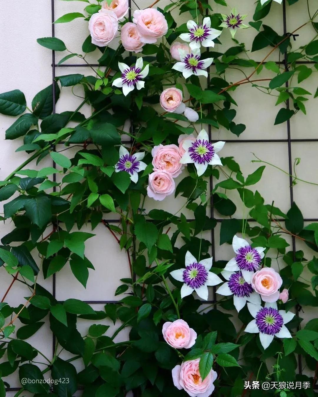 种一株玫瑰,种一株玫瑰间隔多远