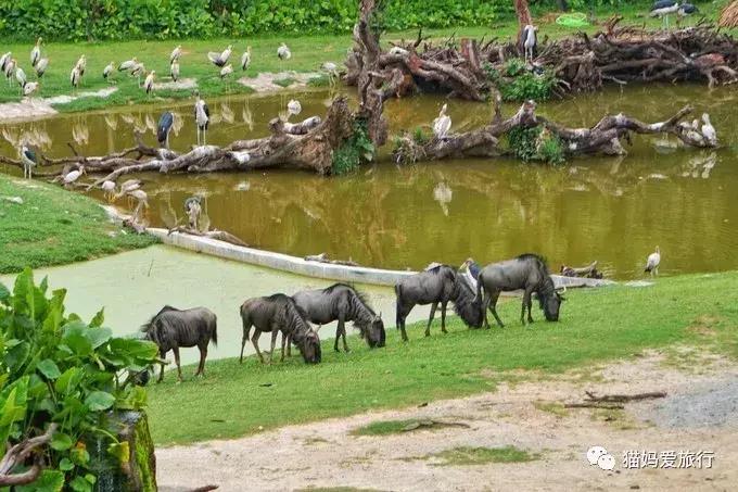 广州长隆野生动物园全程步行攻略,2天游玩广州长隆野生动物园攻略